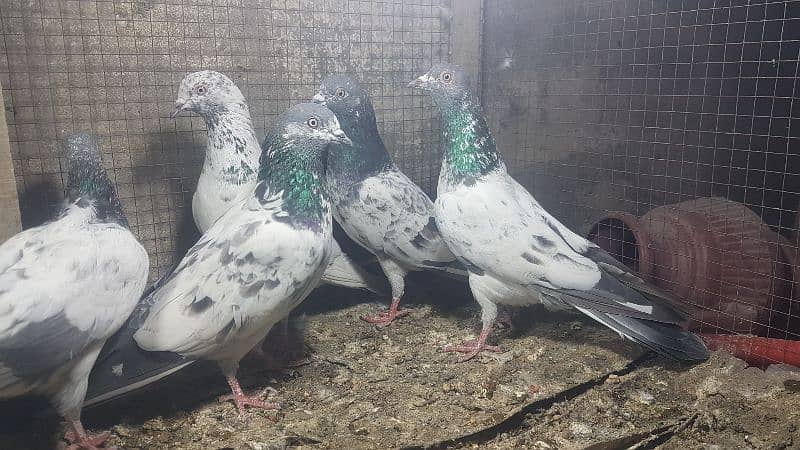 Zakh taddi rampuri zery pigeons for sale. 9