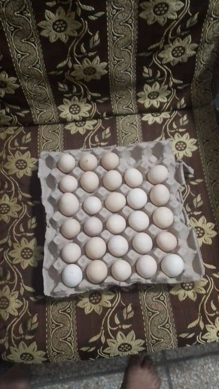 900 ka 30 anda golden musri desi eggs fertile unfertile also available 0