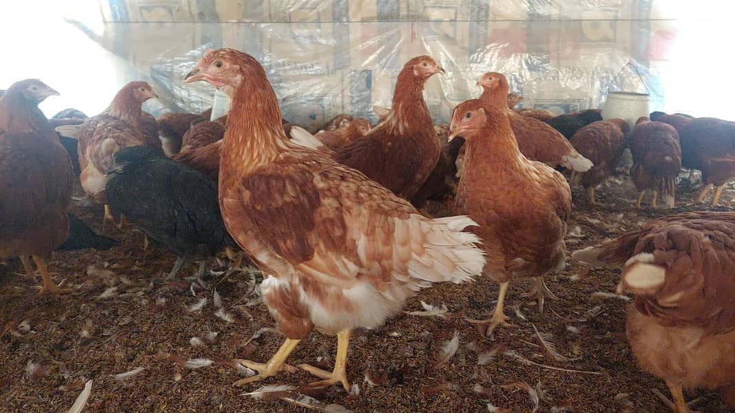 Lohman brown hens/Lohman Chicks/eggs laying murghi for sale 8