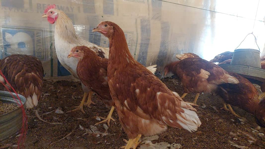 Lohman brown hens/Lohman Chicks/eggs laying murghi for sale 11