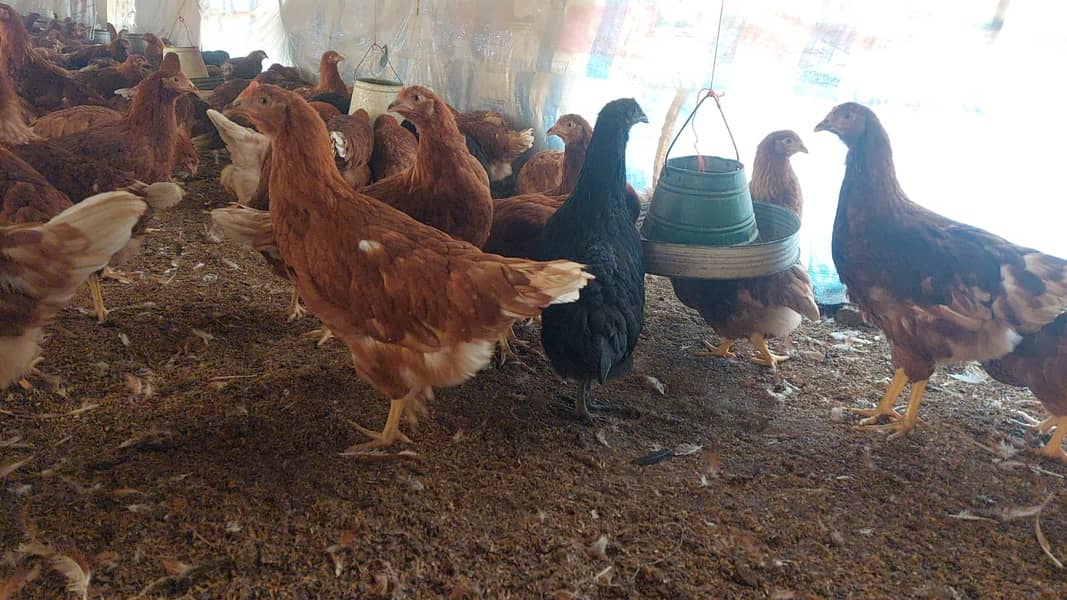 Lohman brown hens/Lohman Chicks/eggs laying murghi for sale 14