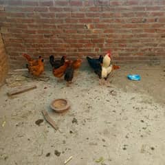 egg laying hens ghar ke pali hen 1 murgha aor 8 murghiyan hen