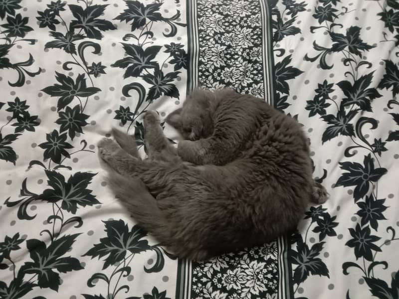 persian male cat 3