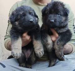 German Shepherd puppies are available for sale