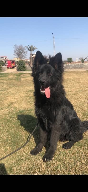 Black German Shepherd Male Pink Pedigree 6 months 1