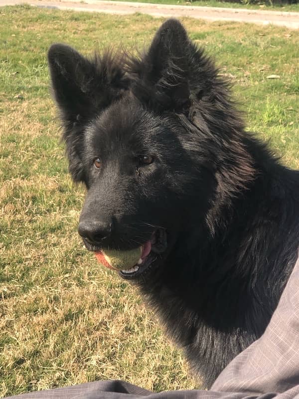 Black German Shepherd Male Pink Pedigree 6 months 3