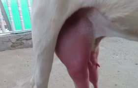 Goat Milk Bakri Ka doodh Fresh Organic