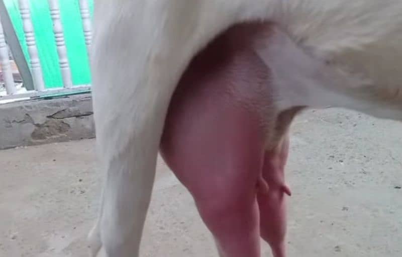 Goat Milk organic Fresh Bakri Ka doodh 750 0