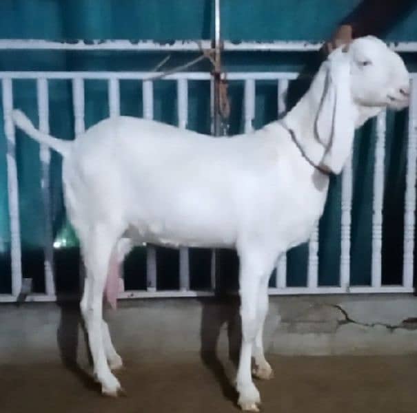 Goat Milk organic Fresh Bakri Ka doodh 750 5