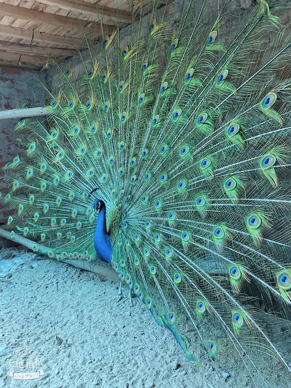 peacock 0