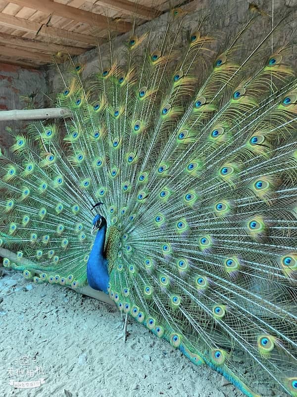 peacock 1