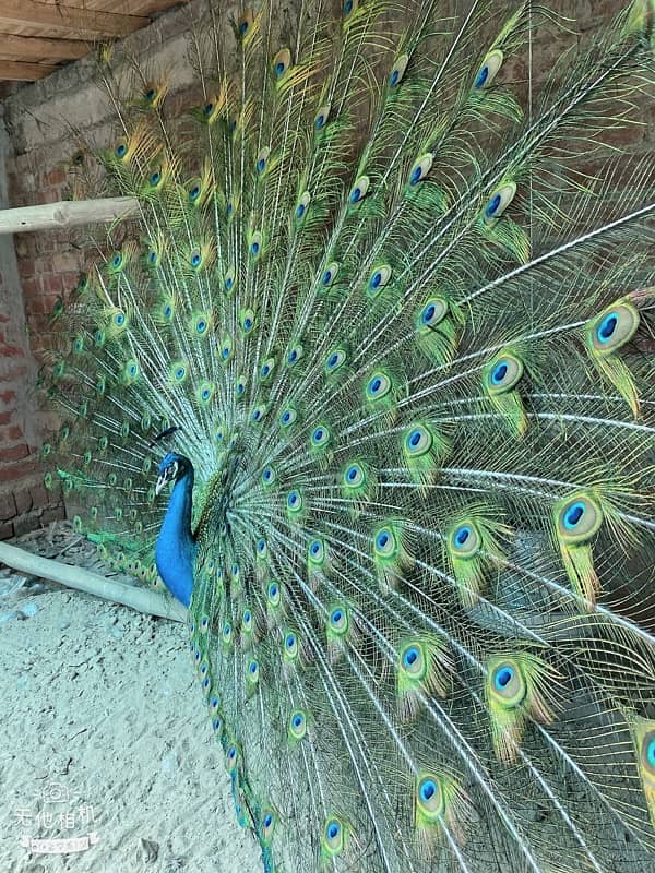 peacock 2