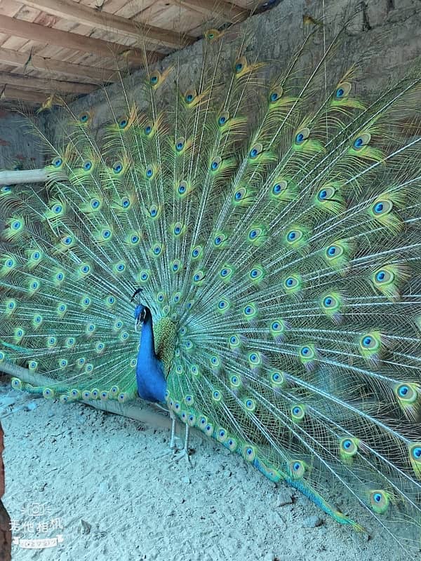 peacock 3