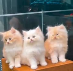 Persian kittens or cats for sale or adoption(03187351231 WhatsApp)