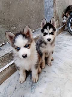 Siberian husky puppies for sale