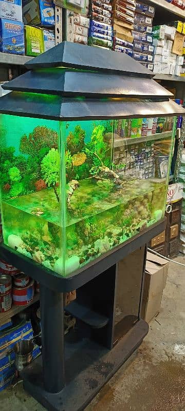 fish aquarium 1