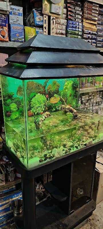 fish aquarium 2