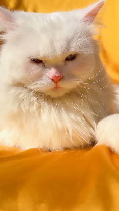 Persian female cat 2