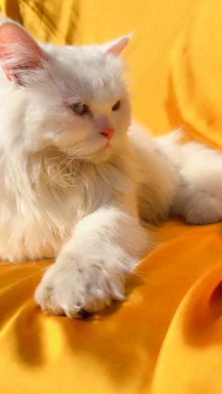 Persian female cat 3