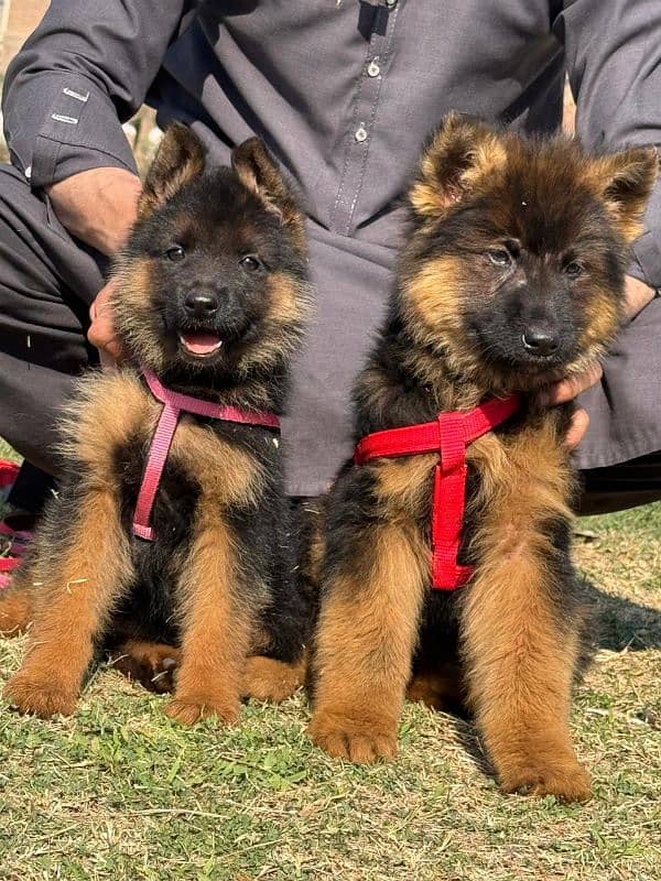 German shepherd long coat puppies 0