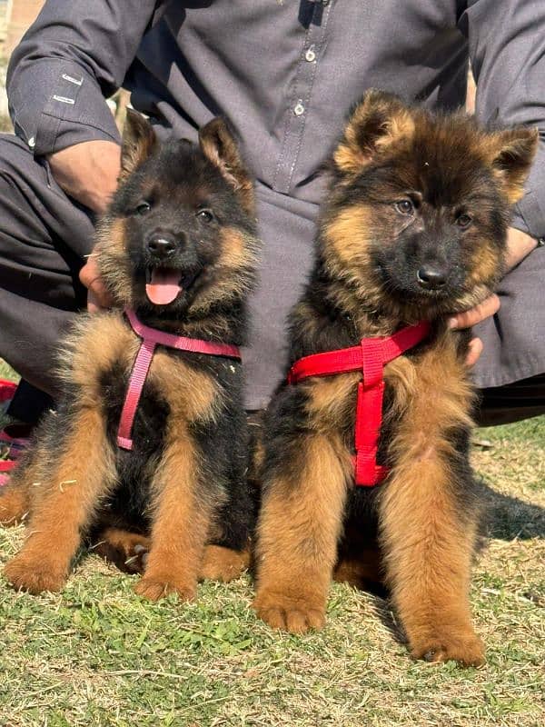 German shepherd long coat puppies 1