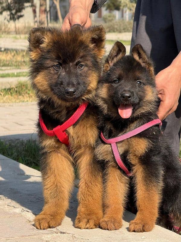 German shepherd long coat puppies 2