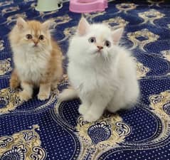 Persian triple coated kittens or cats for sale(03187351231 WhatsApp)