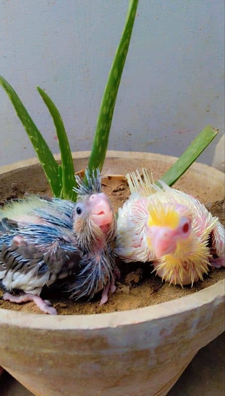 Cockatiel chicks 0