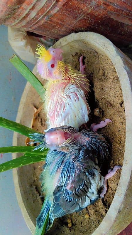 Cockatiel chicks 1