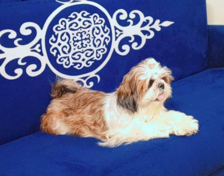 Shihtzu show quality female 1