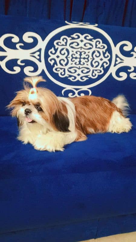 Shihtzu show quality female 2