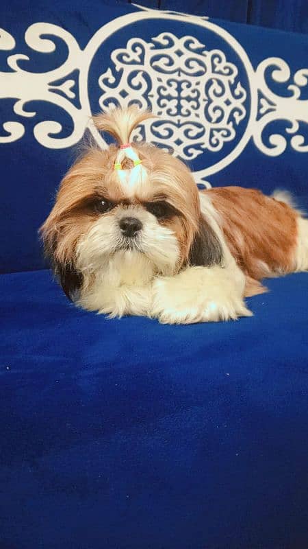 Shihtzu show quality female 3