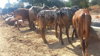 Qurbani janwar on farm/mandi se km rate / bulk quantity available