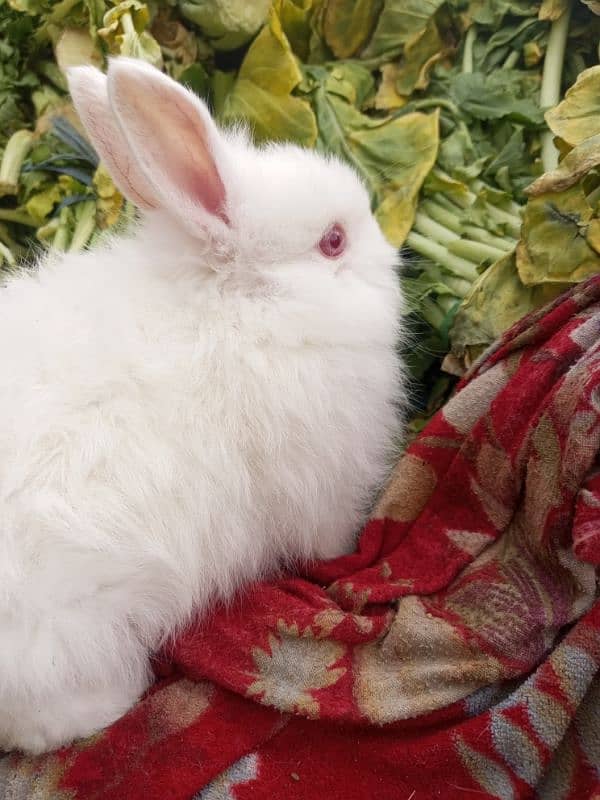 English Angora Rabbits for sale 1