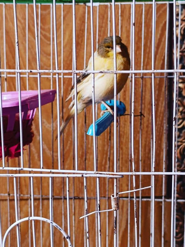 Ablak Breeder Female Canary 1