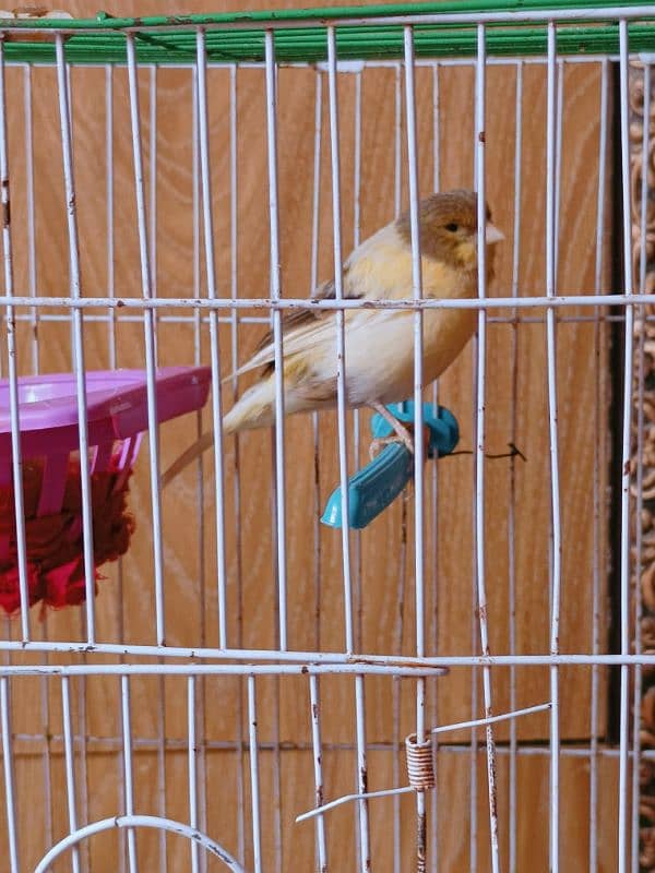 Ablak Breeder Female Canary 2