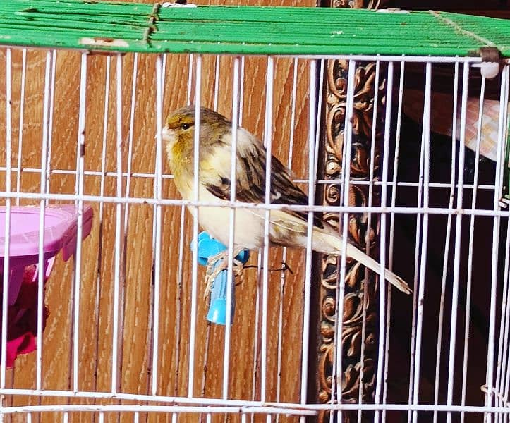 Ablak Breeder Female Canary 3