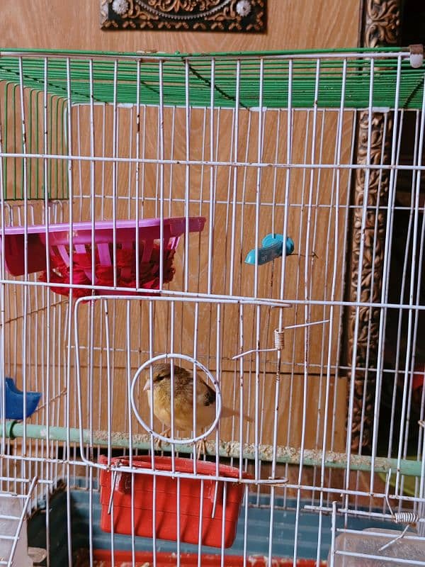 Ablak Breeder Female Canary 4