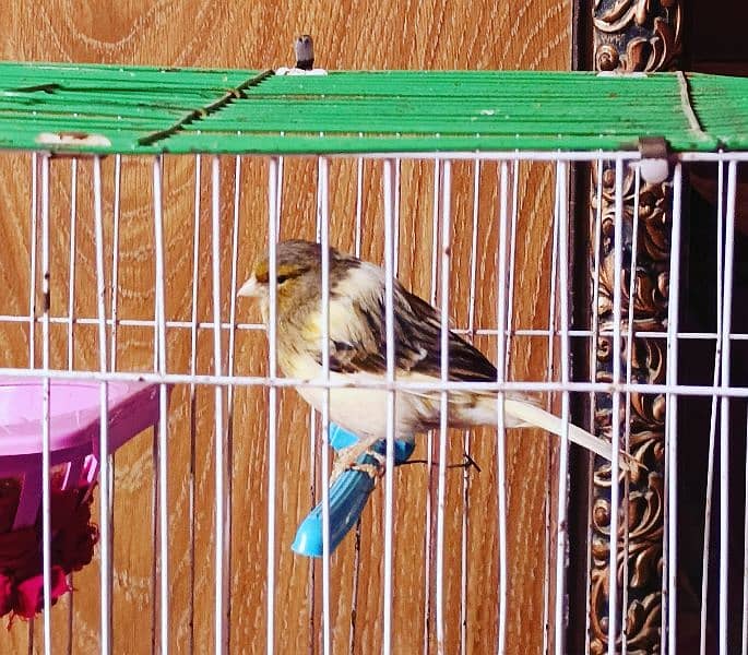 Ablak Breeder Female Canary 5