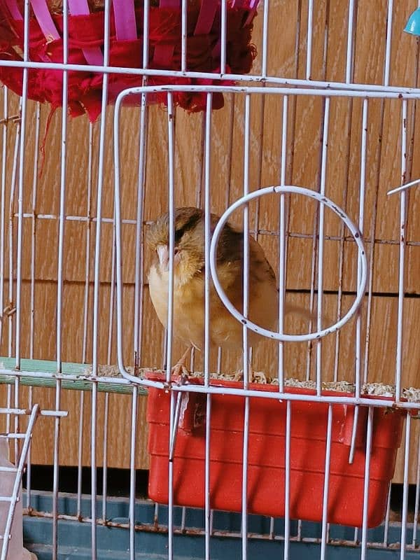 Ablak Breeder Female Canary 6