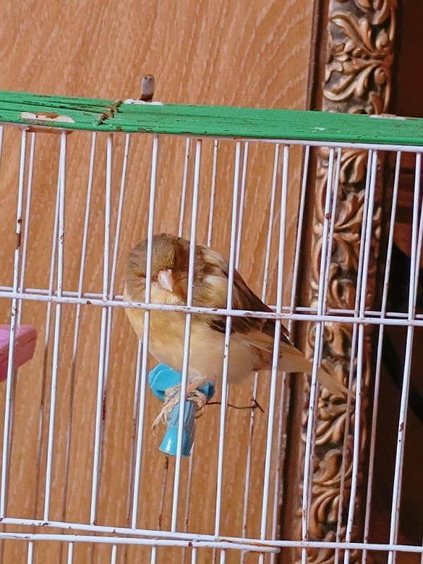 Ablak Breeder Female Canary 7