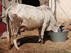 Cow sath wachi ha 8kg milk