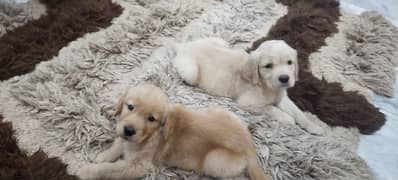 golden retriever puppy for sale