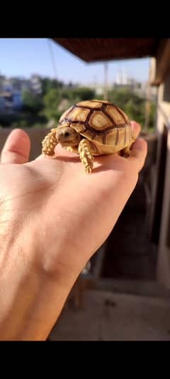 Title African sulcata tortoise