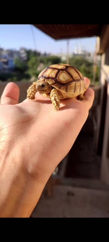 Title African sulcata tortoise 0