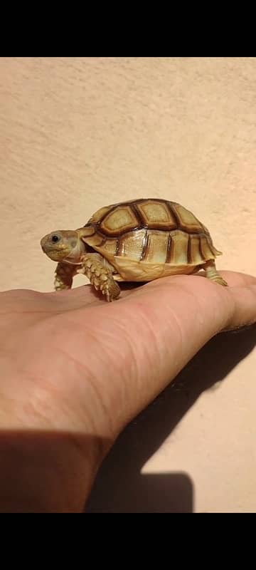 Title African sulcata tortoise 1