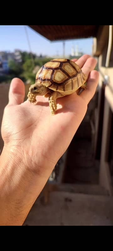 Title African sulcata tortoise 2