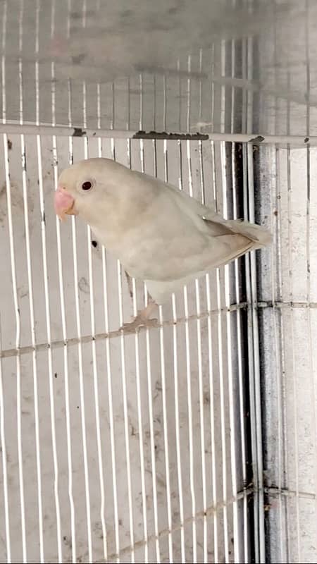 Creamino , Albino red eye breeder female 1