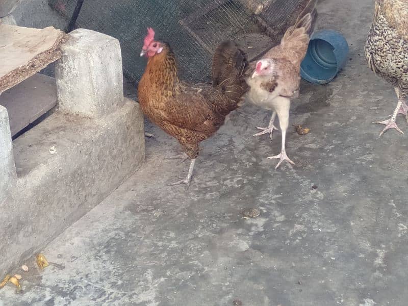 emergency hens for sale Whatsapp no. 03278256172 0