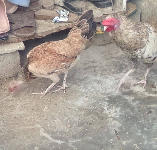 emergency hens for sale Whatsapp no. 03278256172 1